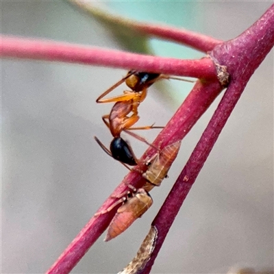 Camponotus consobrinus (Banded sugar ant) at Campbell, ACT - 13 Nov 2025 by Hejor1