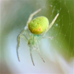 Araneus talipedatus at Campbell, ACT - 13 Nov 2025 by Hejor1