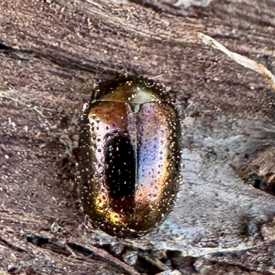 Chrysolina quadrigemina (Greater St Johns Wort beetle) at Pialligo, ACT - 12 Nov 2025 by Hejor1