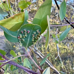 Eucalyptus insect gall at Pialligo, ACT - 12 Nov 2025 by Hejor1