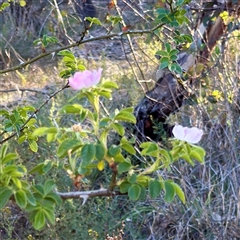 Rosa rubiginosa (Sweet Briar, Eglantine) at Pialligo, ACT - 12 Nov 2025 by Hejor1