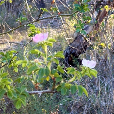 Rosa rubiginosa (Sweet Briar, Eglantine) at Pialligo, ACT - 12 Nov 2025 by Hejor1