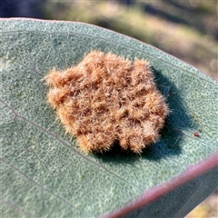 Lepidoptera unclassified IMMATURE at Pialligo, ACT - 12 Nov 2025 by Hejor1