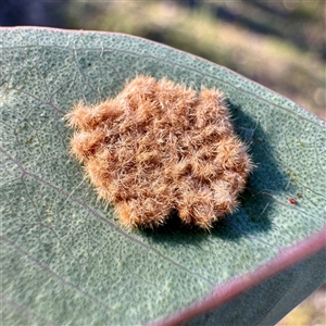 Lepidoptera unclassified IMMATURE at Pialligo, ACT - 12 Nov 2025 by Hejor1