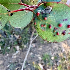 Eucalyptus insect gall at Pialligo, ACT - 12 Nov 2025 by Hejor1