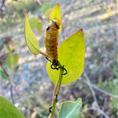 Oxyops sp. (genus) at Pialligo, ACT - 12 Nov 2025 by Hejor1