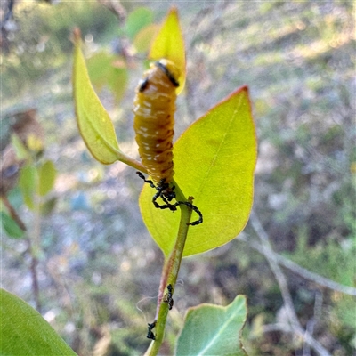 Oxyops sp. (genus) at Pialligo, ACT - 12 Nov 2025 by Hejor1
