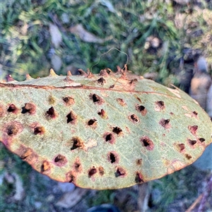 Eucalyptus insect gall at Pialligo, ACT - 12 Nov 2025 by Hejor1
