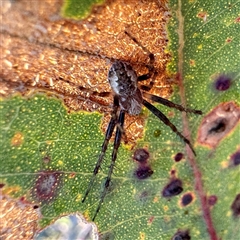 Salsa sp. (genus) at Pialligo, ACT - 12 Nov 2025 by Hejor1