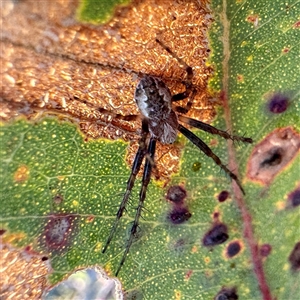 Salsa sp. (genus) at Pialligo, ACT - 12 Nov 2025 by Hejor1