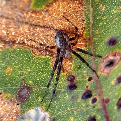 Salsa sp. (genus) at Pialligo, ACT - 12 Nov 2025 by Hejor1