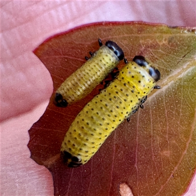 Paropsini sp. (tribe) (Unidentified paropsine leaf beetle) at Pialligo, ACT - 12 Nov 2025 by Hejor1