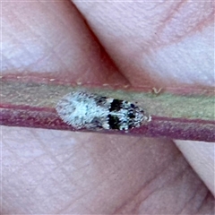 Ledrinae (subfamily) (A Flat-headed Leafhopper) at Pialligo, ACT - 12 Nov 2025 by Hejor1