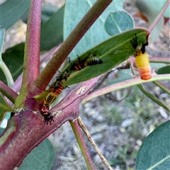 Eurymelinae (subfamily) (Unidentified eurymeline leafhopper) at Pialligo, ACT - 12 Nov 2025 by Hejor1