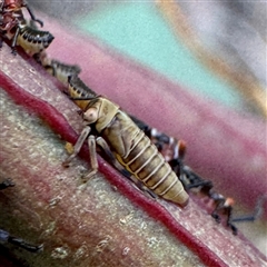 Eurymelinae (subfamily) (Unidentified eurymeline leafhopper) at Pialligo, ACT - 12 Nov 2025 by Hejor1