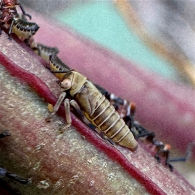 Eurymelinae (subfamily) (Unidentified eurymeline leafhopper) at Pialligo, ACT - 12 Nov 2025 by Hejor1