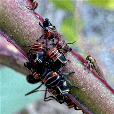 Eurymelinae (subfamily) (Unidentified eurymeline leafhopper) at Pialligo, ACT - 12 Nov 2025 by Hejor1