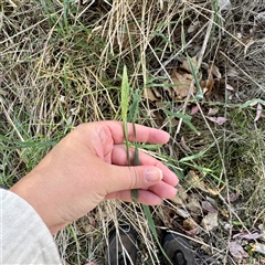 Phalaris aquatica (Phalaris, Australian Canary Grass) at Pialligo, ACT - 12 Nov 2025 by Hejor1
