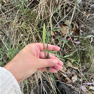 Phalaris aquatica (Phalaris, Australian Canary Grass) at Pialligo, ACT - 12 Nov 2025 by Hejor1