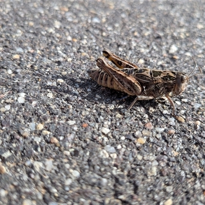 Perunga ochracea (Perunga grasshopper, Cross-dressing Grasshopper) at Gungahlin, ACT - 13 Nov 2025 by chriselidie