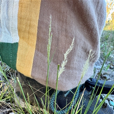 Lachnagrostis filiformis (Blown Grass) at Pialligo, ACT - 12 Nov 2025 by Hejor1