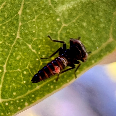 Eurymelinae (subfamily) at Pialligo, ACT - 12 Nov 2025 by Hejor1