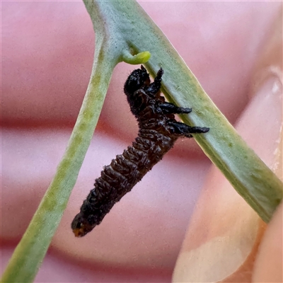 Paropsini sp. (tribe) (Unidentified paropsine leaf beetle) at Pialligo, ACT - 12 Nov 2025 by Hejor1