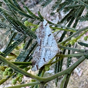 Dissomorphia australiaria at Pialligo, ACT - 12 Nov 2025 by Hejor1