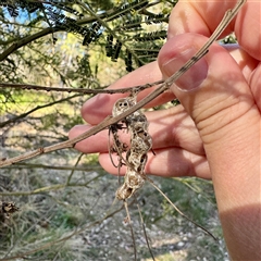 Celaenia excavata at Pialligo, ACT - 12 Nov 2025 by Hejor1