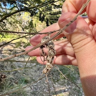 Celaenia excavata at Pialligo, ACT - 12 Nov 2025 by Hejor1