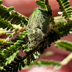 Diphucephala elegans (Green scarab beetle) at Pialligo, ACT - 12 Nov 2025 by Hejor1