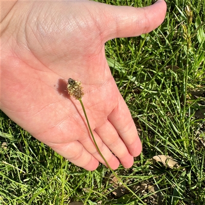 Plantago lanceolata (Ribwort Plantain, Lamb's Tongues) at Pialligo, ACT - 12 Nov 2025 by Hejor1