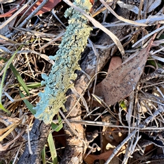 Lichen - crustose at Pialligo, ACT - 12 Nov 2025 by Hejor1