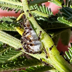 Monomorium / Chelaner (genus group) at Pialligo, ACT - 12 Nov 2025 by Hejor1