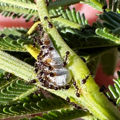 Monomorium / Chelaner (genus group) at Pialligo, ACT - 12 Nov 2025 by Hejor1