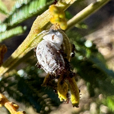 Coccidae sp. (family) (Unidentified coccid scale insect) at Pialligo, ACT - 12 Nov 2025 by Hejor1