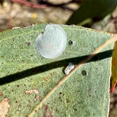 Aphalaridae (family) (A jumping plant lice) at Pialligo, ACT - 12 Nov 2025 by Hejor1