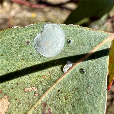 Aphalaridae (family) (A jumping plant lice) at Pialligo, ACT - 12 Nov 2025 by Hejor1