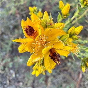 Hypericum sp. at Pialligo, ACT - 12 Nov 2025 by Hejor1