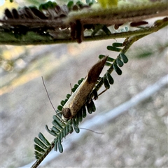 Merocroca automima at Pialligo, ACT - 12 Nov 2025 by Hejor1