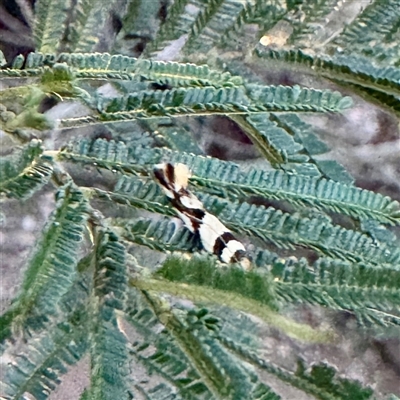 Macrobathra desmotoma ( A Cosmet moth) at Pialligo, ACT - 12 Nov 2025 by Hejor1