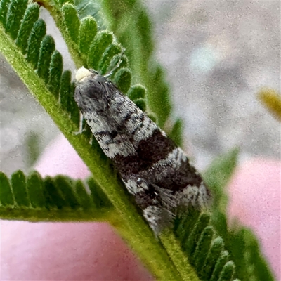 Lepidoscia (genus) ADULT (A Case moth) at Pialligo, ACT - 12 Nov 2025 by Hejor1