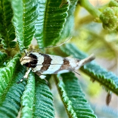 Macrobathra desmotoma ( A Cosmet moth) at Pialligo, ACT - 12 Nov 2025 by Hejor1