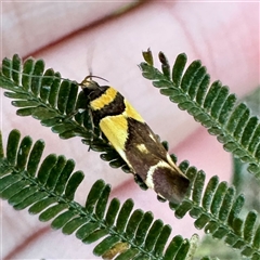 Macrobathra chrysotoxa (A Cosmet moth (Cosmopteriginae) at Pialligo, ACT - 12 Nov 2025 by Hejor1