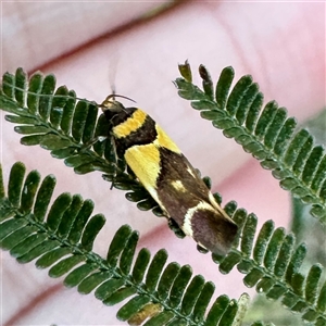 Macrobathra (genus) at Pialligo, ACT - 12 Nov 2025 by Hejor1