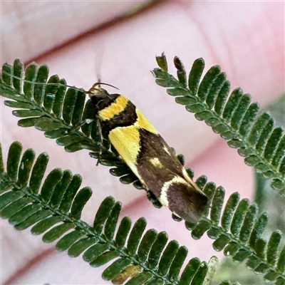 Macrobathra chrysotoxa (A Cosmet moth (Cosmopteriginae) at Pialligo, ACT - 12 Nov 2025 by Hejor1