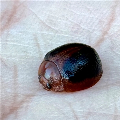 Dicranosterna immaculata (Acacia leaf beetle) at Pialligo, ACT - 12 Nov 2025 by Hejor1