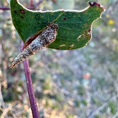 Conoeca or Lepidoscia (genera) IMMATURE (Unidentified Cone Case Moth larva, pupa, or case) at Pialligo, ACT - 12 Nov 2025 by Hejor1