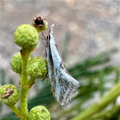 Thema macroscia at Pialligo, ACT - 12 Nov 2025 by Hejor1