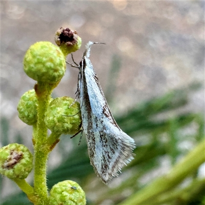 Thema macroscia at Pialligo, ACT - 12 Nov 2025 by Hejor1